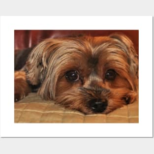 Cute Yorkie Yorkshire Terrier Puppy Posters and Art